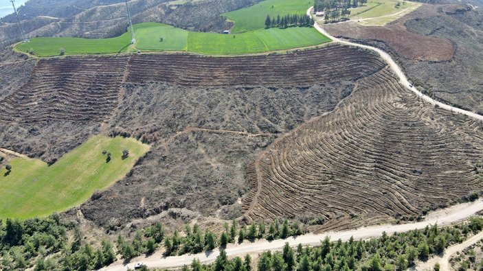 Adana'da yanan ormanlarda temizlik çalışması sürüyor