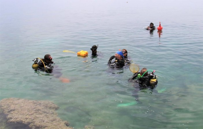 Akdeniz'de zehirli deniz kestanesi sayısı risk oluşturmaya başladı