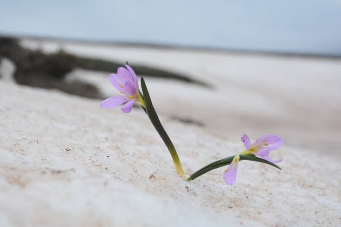 Bitlis'te karlar arasında kalan kardelenler çiçek açtı