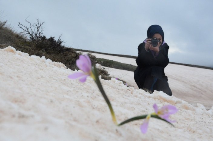 Bitlis'te karlar arasında kalan kardelenler çiçek açtı