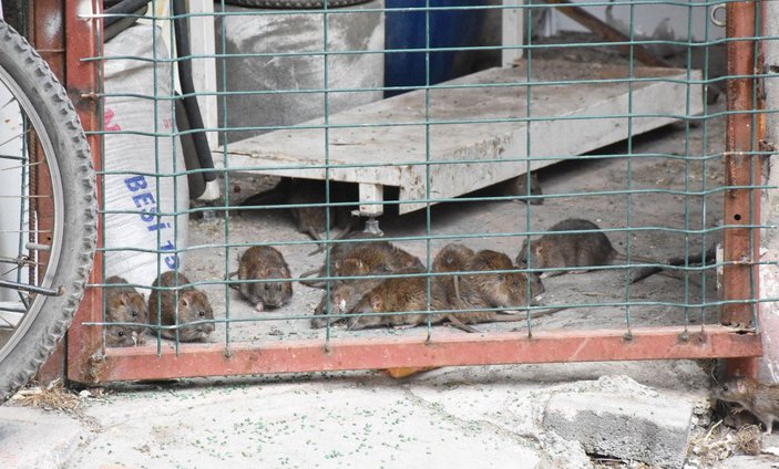 Sivas'ta iş hanı, esnafın korkulu rüyası farelerden temizlendi