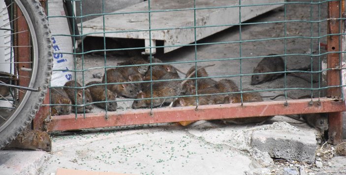 Sivas'ta iş hanı, esnafın korkulu rüyası farelerden temizlendi