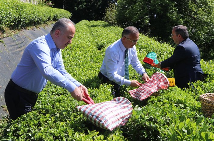 Rize Valisi Kemal Çeber, çay sezonu açılışında çay hasadı yaptı