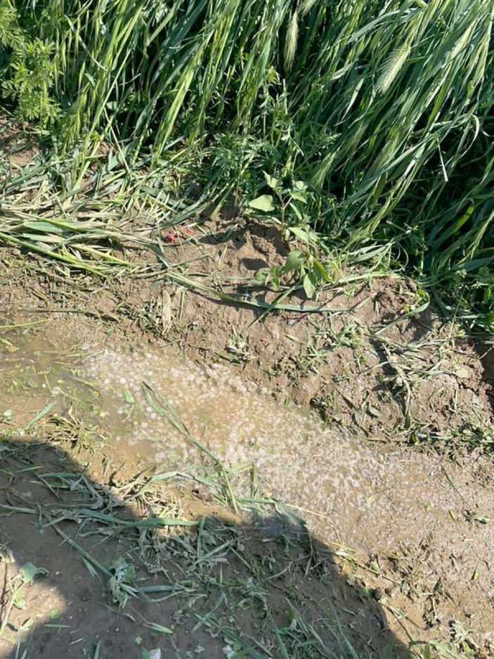 Edirne'de dolu yağışı, buğdaya zarar verdi