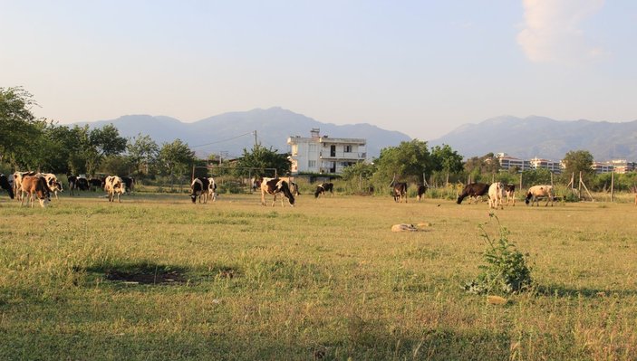 Aydın’da futbol sahası ineklere kaldı