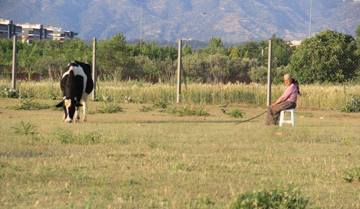 Aydın’da futbol sahası ineklere kaldı