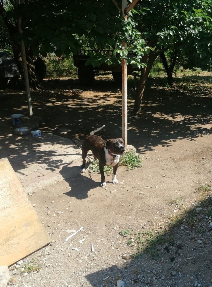 Antalya'da başıboş bırakılan pitbullun sahibine para cezası