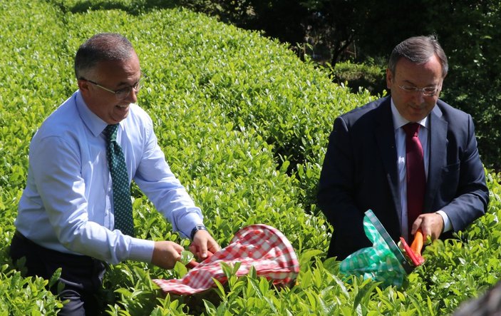 Rize Valisi Kemal Çeber, çay sezonu açılışında çay hasadı yaptı