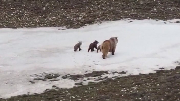 Erzincan'da köye inen ayıları drone ile uzaklaştırdı