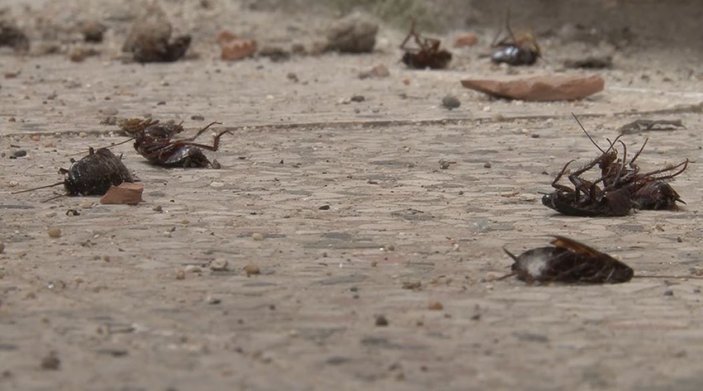 Tekirdağ’daki bir mahalleyi hamam böcekleri sardı