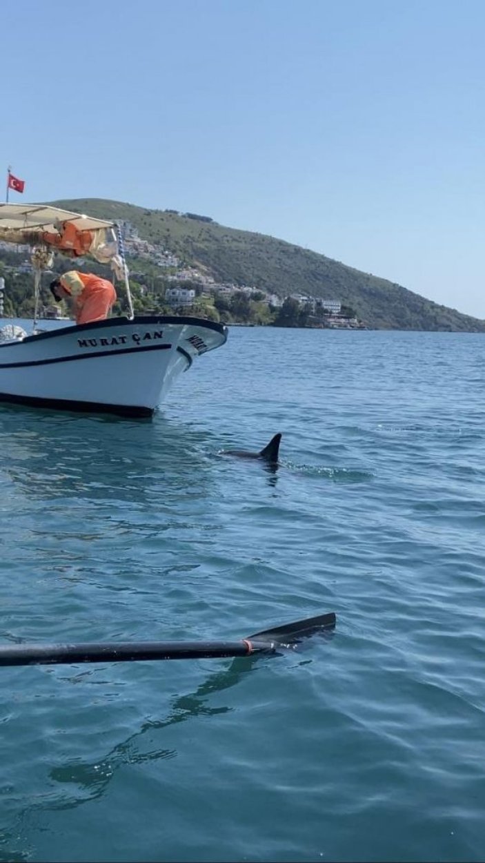 Sinop'ta balıkçı, tekneye yanaşan yunusu besledi