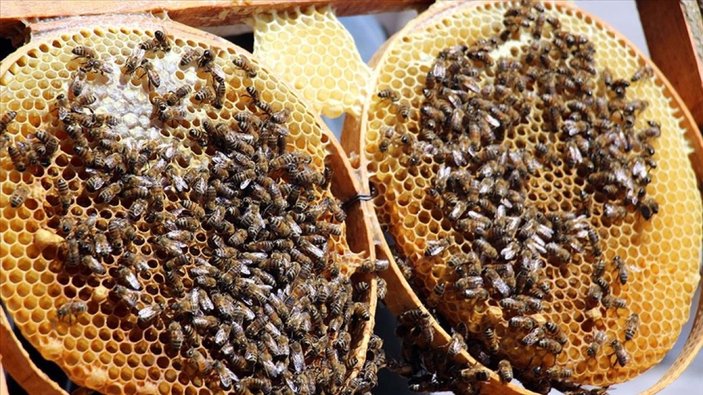 Arılar Varsa Yarınlar Var projesiyle çocuklar ve yetişkinler farkındalık kazanıyor