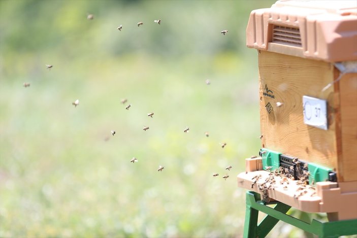 Arılar Varsa Yarınlar Var projesiyle çocuklar ve yetişkinler farkındalık kazanıyor
