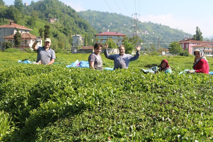 Karadeniz'e 'çay göçü' başladı: Nüfus 1 milyon arttı