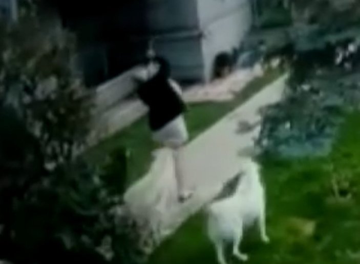 Ankara’da başıboş sokak köpekleri bir kadına saldırdı