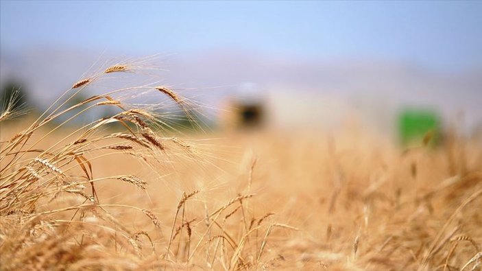 Sisi, Mısır'da buğday krizine çözüm yolu arıyor