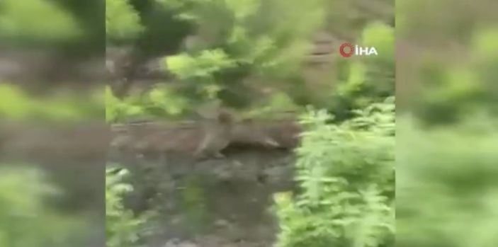 İstanbul'da yılan ile kedinin kavgası