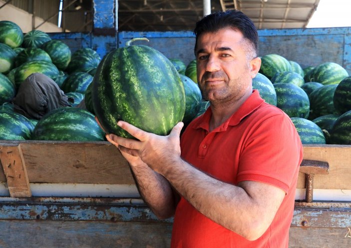 Adana'da hasat başladı: Fiyatlar yarı yarıya düşecek