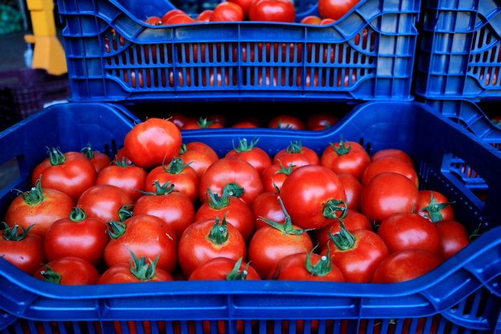 Adana'da hasat başladı: Fiyatlar yarı yarıya düşecek