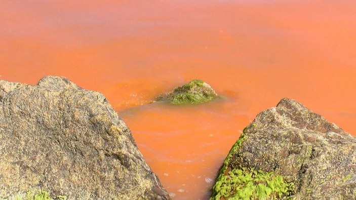 Karadeniz'de korkutan renk değişimi: 'Alg patlaması' sebep oldu