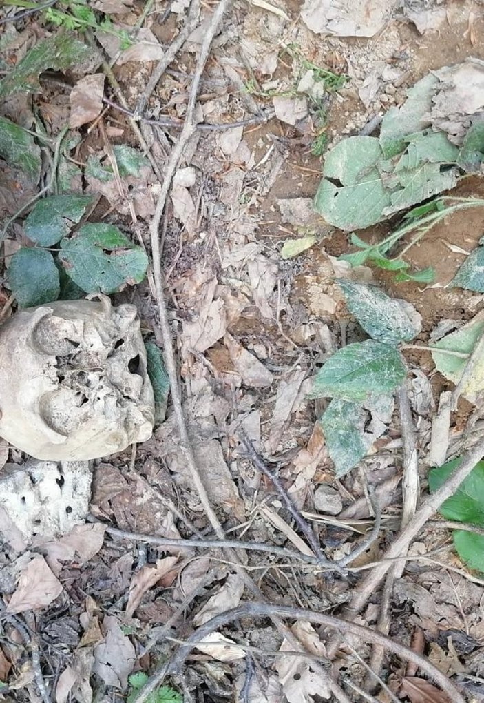Gümüşhaneliler ormanda insana ait kafatası buldu