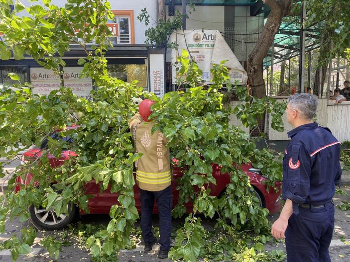 Kadıköy'de şaşırtan anlar: Aracın üzerine devrilen ağaçtan dut topladılar