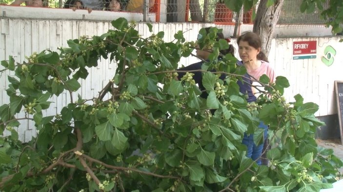 Kadıköy'de şaşırtan anlar: Aracın üzerine devrilen ağaçtan dut topladılar