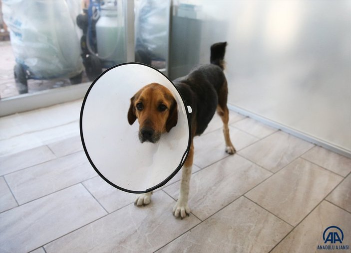 Giresun'da rahmi 23.5 kiloya ulaşan köpek ameliyat edildi