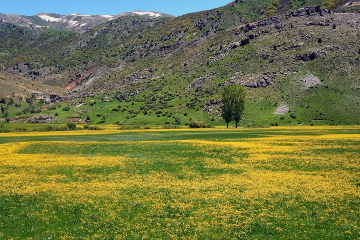 Bitlis'teki menderesler sarı düğün çiçekleriyle süslendi