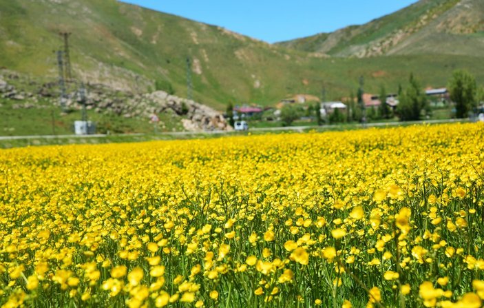 Bitlis'teki menderesler sarı düğün çiçekleriyle süslendi