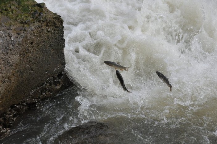 Kars'ta engelleri aşmaya çalışan balıkların ölüm göçü