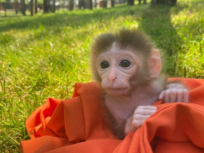 İstanbul'daki yavru maymun hayvanat bahçesinin maskotu oldu