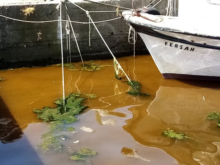 Balıkesir'de denizin kızıla dönmesi sevindirdi