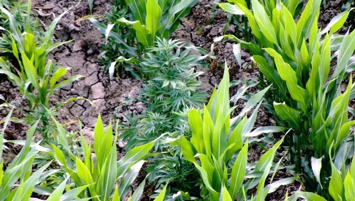 d Adana'da mısır tarlasında Hint keneviri yetiştirenlere operasyon