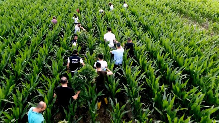 d Adana'da mısır tarlasında Hint keneviri yetiştirenlere operasyon