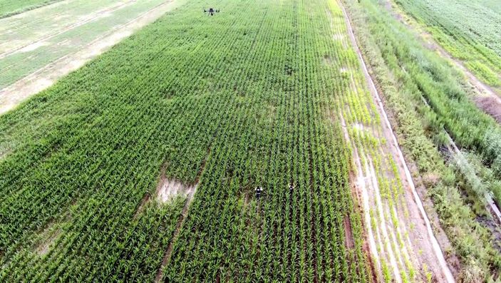 d Adana'da mısır tarlasında Hint keneviri yetiştirenlere operasyon