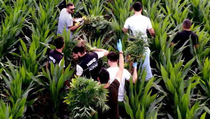 d Adana'da mısır tarlasında Hint keneviri yetiştirenlere operasyon