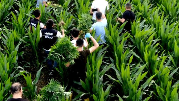 d Adana'da mısır tarlasında Hint keneviri yetiştirenlere operasyon