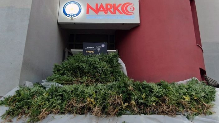 d Adana'da mısır tarlasında Hint keneviri yetiştirenlere operasyon