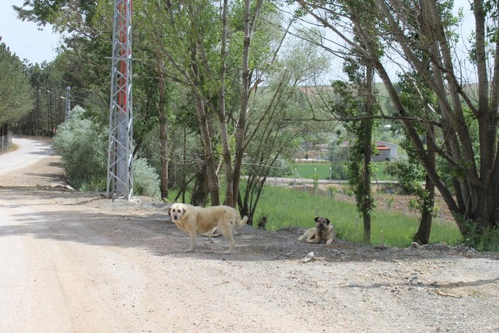 Ankara'da başıboş köpekler 72 yaşındaki kadına saldırdı