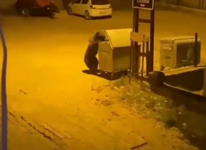 i Ankara'da aç kalan ayı çöpleri karıştırdı