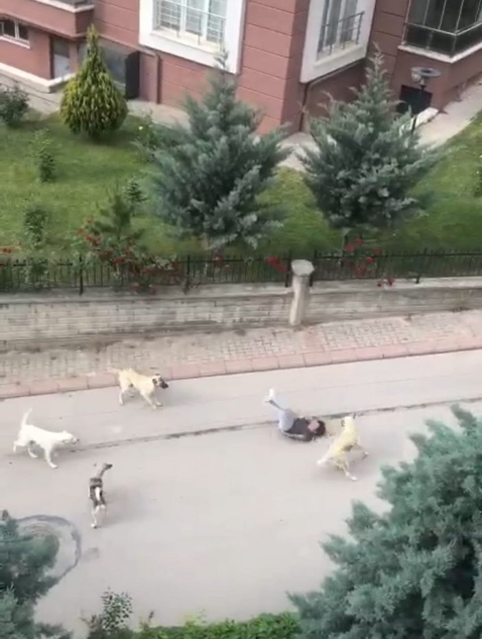 Ankara'da 6 başıboş köpek, yolda yürüyen çocuğa saldırdı