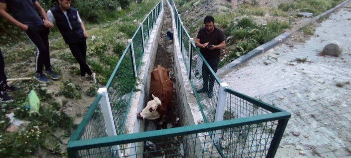 Yozgat'ta dere yatağına düşen inekler kurtarıldı