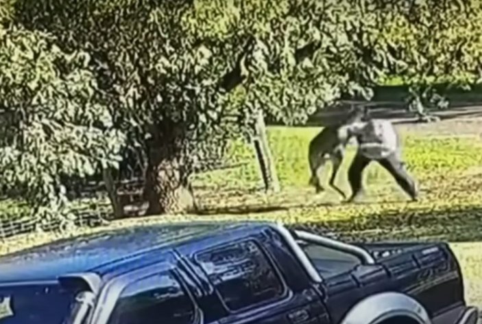 Avustralya’da bir adam kanguruyla yumruk yumruğa dövüştü