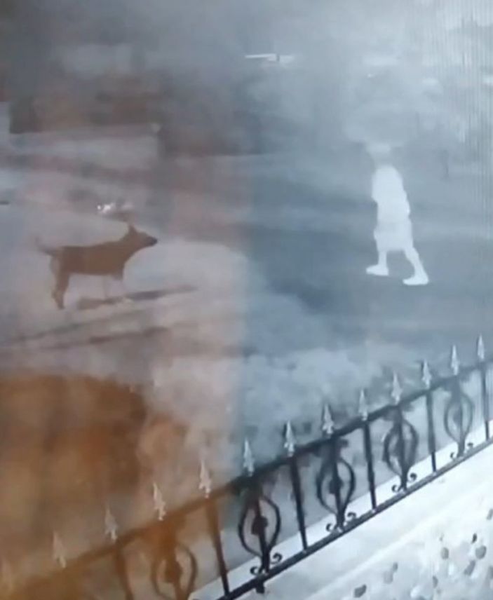 Zonguldak’ta genç kadına 15 sokak köpeğinin saldırdığı an