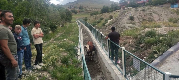 Yozgat'ta dere yatağına düşen inekler kurtarıldı