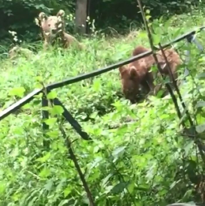 i Bursa'da ayılar bu mahallenin müdavimi oldu
