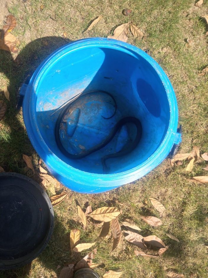 i Fethiye'de eve giren yılanı itfaiye yakaladı