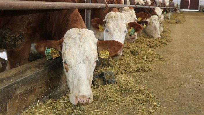 Sığır yetiştiricilerine destek süresi uzatıldı