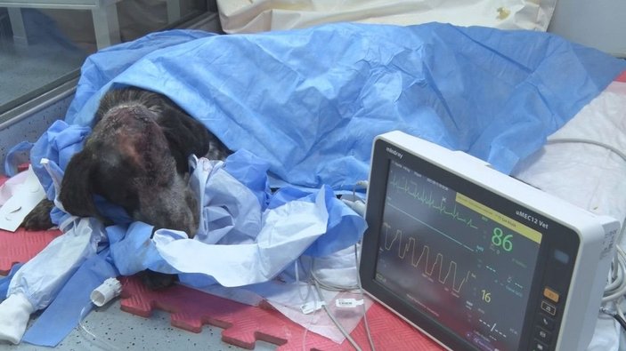 Ataşehir'de köpeği sopayla darbeden şahsa 2 yıl 6 ay hapis